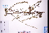  (Artemisia lactiflora - GBA-DWQGZ7)  @11 [ ] by-nc-sa  Xue-Jun Ge Herbarium of South China Botanical Garden