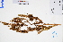  (Rumex trisetifer - GBA-DWQGZ20)  @11 [ ] by-nc-sa  Xue-Jun Ge Herbarium of South China Botanical Garden
