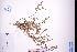 ( - GBA-DWQGZ22)  @11 [ ] by-nc-sa  Xue-Jun Ge Herbarium of South China Botanical Garden