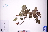  ( - GBA-DWQGZ25)  @11 [ ] by-nc-sa  Xue-Jun Ge Herbarium of South China Botanical Garden
