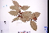  ( - GBA-DWQGZ26)  @11 [ ] by-nc-sa  Xue-Jun Ge Herbarium of South China Botanical Garden