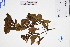  ( - GBA-DWQGZ27)  @11 [ ] by-nc-sa  Xue-Jun Ge Herbarium of South China Botanical Garden