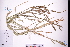  (Carex phacota - GBA-DWQGZ40)  @11 [ ] by-nc-sa  Xue-Jun Ge Herbarium of South China Botanical Garden
