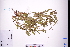  ( - GBA-DWQGZ42)  @11 [ ] by-nc-sa  Xue-Jun Ge Herbarium of South China Botanical Garden