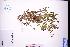  (Clinopodium - GBA-DWQGZ57)  @11 [ ] by-nc-sa  Xue-Jun Ge Herbarium of South China Botanical Garden