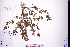  (Veronica javanica - GBA-DWQGZ62)  @11 [ ] by-nc-sa  Xue-Jun Ge Herbarium of South China Botanical Garden