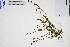  ( - GBA-DWQGZ63)  @11 [ ] by-nc-sa  Xue-Jun Ge Herbarium of South China Botanical Garden