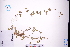  ( - GBA-DWQGZ76)  @11 [ ] by-nc-sa  Xue-Jun Ge Herbarium of South China Botanical Garden
