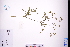  (Torilis scabra - GBA-DWQGZ81)  @11 [ ] by-nc-sa  Xue-Jun Ge Herbarium of South China Botanical Garden