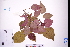  ( - GBA-DWQGZ85)  @11 [ ] by-nc-sa  Xue-Jun Ge Herbarium of South China Botanical Garden