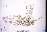  (Baeckea - GBA-DWQGZ87)  @11 [ ] by-nc-sa  Xue-Jun Ge Herbarium of South China Botanical Garden