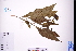  ( - GBA-DWQGZ92)  @11 [ ] by-nc-sa  Xue-Jun Ge Herbarium of South China Botanical Garden