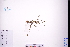  (Hypericum japonicum - GBA-DWQGZ94)  @11 [ ] by-nc-sa  Xue-Jun Ge Herbarium of South China Botanical Garden