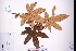  (Rubus reflexus var. lanceolobus - GBA-DWQGZ96)  @11 [ ] by-nc-sa  Xue-Jun Ge Herbarium of South China Botanical Garden