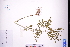  ( - GBA-DWQGZ119)  @11 [ ] by-nc-sa  Xue-Jun Ge Herbarium of South China Botanical Garden