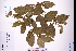  (Callicarpa pedunculata - GBA-DWQGZ124)  @11 [ ] by-nc-sa  Xue-Jun Ge Herbarium of South China Botanical Garden