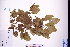  ( - GBA-DWQGZ126)  @11 [ ] by-nc-sa  Xue-Jun Ge Herbarium of South China Botanical Garden