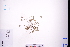  (Hydrocotyle sibthorpioides - GBA-DWQGZ130)  @11 [ ] by-nc-sa  Xue-Jun Ge Herbarium of South China Botanical Garden
