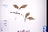  ( - GBA-DWQGZ135)  @11 [ ] by-nc-sa  Xue-Jun Ge Herbarium of South China Botanical Garden