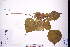  ( - GBA-DWQGZ140)  @11 [ ] by-nc-sa  Xue-Jun Ge Herbarium of South China Botanical Garden