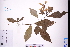  ( - GBA-DWQGZ157)  @11 [ ] by-nc-sa  Xue-Jun Ge Herbarium of South China Botanical Garden