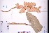  (Alpinia japonica - GBA-DWQGZ162)  @11 [ ] by-nc-sa  Xue-Jun Ge Herbarium of South China Botanical Garden