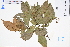  ( - GBA-DWQGZ211)  @11 [ ] by-nc-sa  Xue-Jun Ge Herbarium of South China Botanical Garden