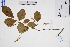  (Homalium cochinchinense - GBA-DWQGZ212)  @11 [ ] by-nc-sa  Xue-Jun Ge Herbarium of South China Botanical Garden