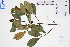  ( - GBA-DWQGZ215)  @11 [ ] by-nc-sa  Xue-Jun Ge Herbarium of South China Botanical Garden