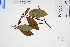  ( - GBA-DWQGZ232)  @11 [ ] by-nc-sa  Xue-Jun Ge Herbarium of South China Botanical Garden