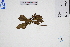  ( - GBA-DWQGZ302)  @11 [ ] by-nc-sa  Xue-Jun Ge Herbarium of South China Botanical Garden