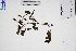  ( - GBA-DWQGZ306)  @11 [ ] by-nc-sa  Xue-Jun Ge Herbarium of South China Botanical Garden