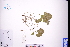  ( - GBA-DWQGZ411)  @11 [ ] by-nc-sa  Xue-Jun Ge Herbarium of South China Botanical Garden
