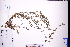  (Galium bungei - GBA-DWQGZ417)  @11 [ ] by-nc-sa  Xue-Jun Ge Herbarium of South China Botanical Garden