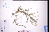  ( - GBA-DWQGZ424)  @11 [ ] by-nc-sa  Xue-Jun Ge Herbarium of South China Botanical Garden