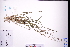  ( - GBA-DWQGZ425)  @11 [ ] by-nc-sa  Xue-Jun Ge Herbarium of South China Botanical Garden