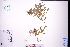  (Lindernia procumbens - GBA-DWQGZ427)  @11 [ ] by-nc-sa  Xue-Jun Ge Herbarium of South China Botanical Garden