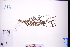  (Veronica undulata - GBA-DWQGZ429)  @11 [ ] by-nc-sa  Xue-Jun Ge Herbarium of South China Botanical Garden