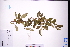  (Mussaenda pubescens var. alba - GBA-DWQGZ446)  @11 [ ] by-nc-sa  Xue-Jun Ge Herbarium of South China Botanical Garden