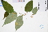  ( - GBA-DWQGZ479)  @11 [ ] by-nc-sa  Xue-Jun Ge Herbarium of South China Botanical Garden