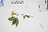  ( - GBA-DWQGZ482)  @11 [ ] by-nc-sa  Xue-Jun Ge Herbarium of South China Botanical Garden