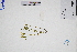  (Sedum bulbiferum - GBA-DWQGZ494)  @11 [ ] by-nc-sa  Xue-Jun Ge Herbarium of South China Botanical Garden
