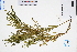  ( - GBA-DWQGZ512)  @11 [ ] by-nc-sa  Xue-Jun Ge Herbarium of South China Botanical Garden