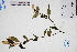  (Mussaenda kwangtungensis - GBA-DWQGZ513)  @11 [ ] by-nc-sa  Xue-Jun Ge Herbarium of South China Botanical Garden