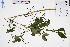  (Cryptotaenia - GBA-DWQGZ520)  @11 [ ] by-nc-sa  Xue-Jun Ge Herbarium of South China Botanical Garden