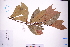  ( - GBA-DWQGZ529)  @11 [ ] by-nc-sa  Xue-Jun Ge Herbarium of South China Botanical Garden