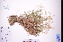 ( - GBA-DWQGZ544)  @11 [ ] by-nc-sa  Xue-Jun Ge Herbarium of South China Botanical Garden