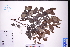  ( - GBA-DWQGZ545)  @11 [ ] by-nc-sa  Xue-Jun Ge Herbarium of South China Botanical Garden