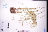  ( - GBA-DWQGZ547)  @11 [ ] by-nc-sa  Xue-Jun Ge Herbarium of South China Botanical Garden