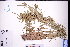  ( - GBA-DWQGZ553)  @11 [ ] by-nc-sa  Xue-Jun Ge Herbarium of South China Botanical Garden